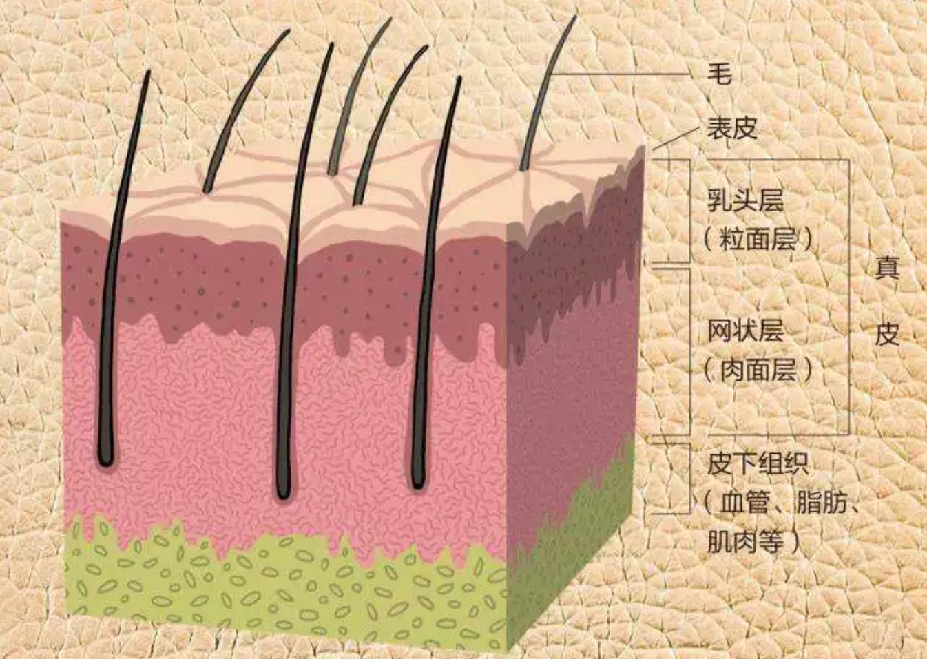 定型机,涂层机,地毯机,地毯背胶机,静电植绒机